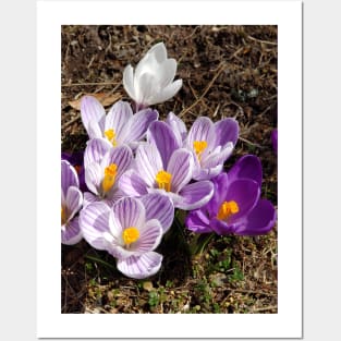 Lispe Purple and White Spring Crocus Posters and Art